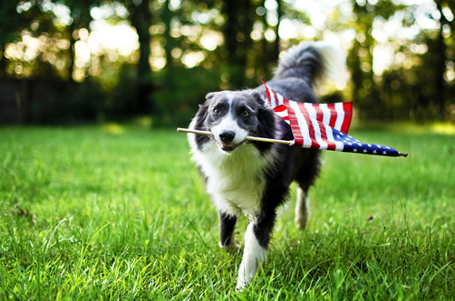 Dog carrying american flag in mouth